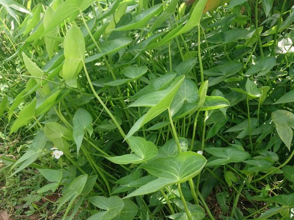 Cây giống kèo nèo (cù nèo rừng) 1kg - Hình ảnh 4