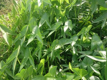 Hạt giống cây kèo nèo (cù nèo rừng) (gói 0.1gr) - Hình ảnh 3
