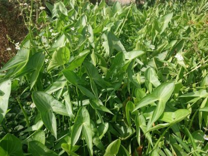 Hạt giống cây kèo nèo (cù nèo rừng) (gói 0.1gr) - Hình ảnh 4