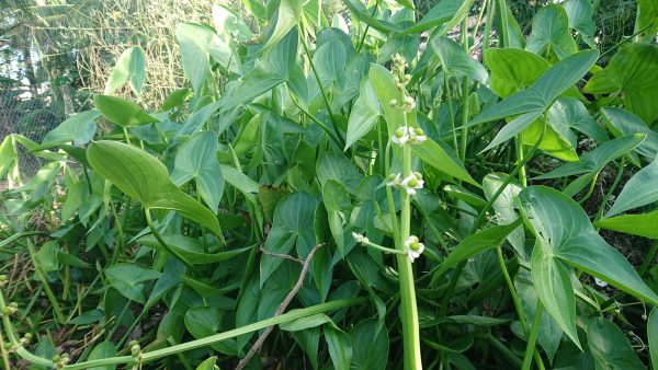 Cây giống kèo nèo (cù nèo rừng) 1kg - Hình ảnh 2