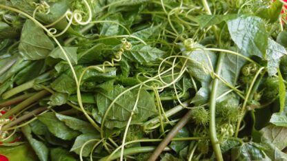 Đọt nhãn lồng lạc tiên tươi - 1kg - Hình ảnh 3