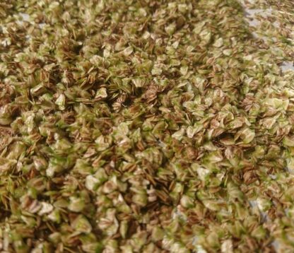 Hạt giống cây kèo nèo (cù nèo rừng)