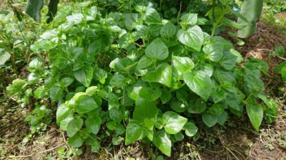 Rau càng cua bán sỉ - Hình ảnh 4