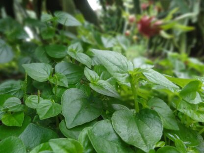 Rau càng cua bán sỉ