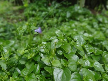 Rau càng cua bán sỉ - Hình ảnh 3