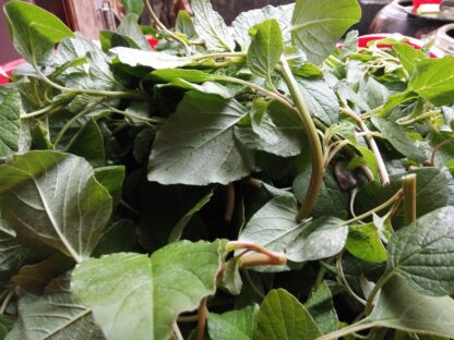 Rau dền cơm bán sỉ