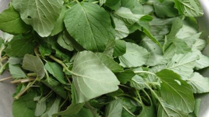 Rau dền cơm bán sỉ