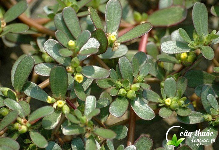 Rau sam tươi mọc tự nhiên (1kg)