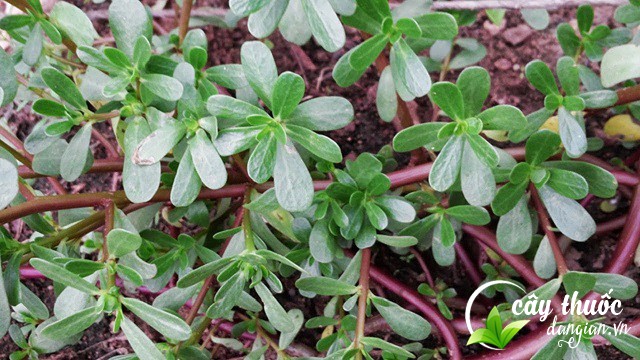 Rau sam tươi mọc tự nhiên (1kg)