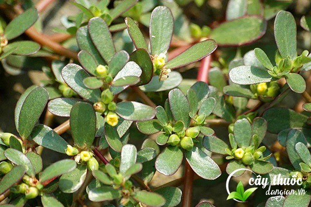 Rau sam tươi mọc tự nhiên (1kg)
