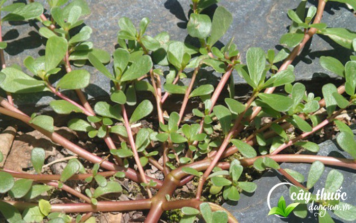 Rau sam tươi mọc tự nhiên (1kg)