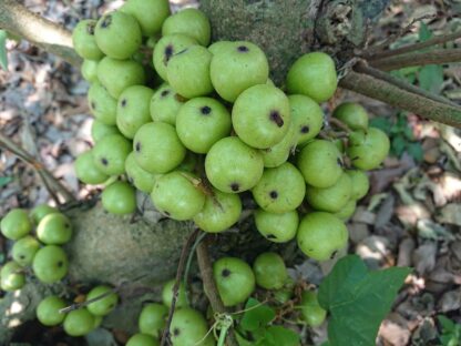 Trái sung nếp tươi (1kg)