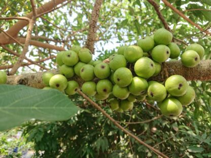 Trái sung nếp tươi (1kg) - Ảnh 2